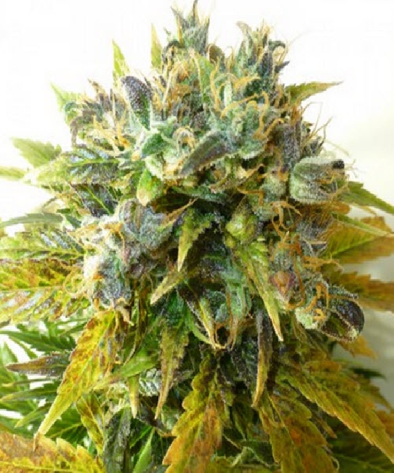 Auto Onyx Cannabis Seeds