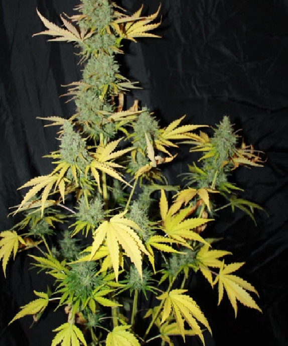 Auto Sweet Tooth Cannabis Seeds