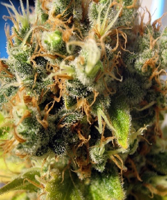 California Orange Cannabis Seeds