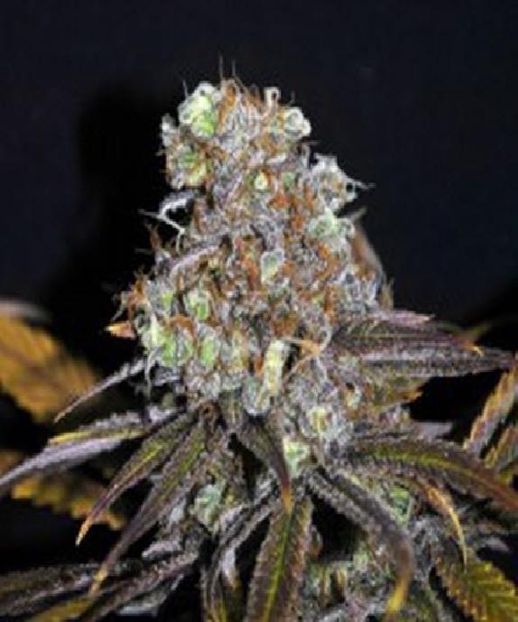 CBD Critical Mass Cannabis Seeds