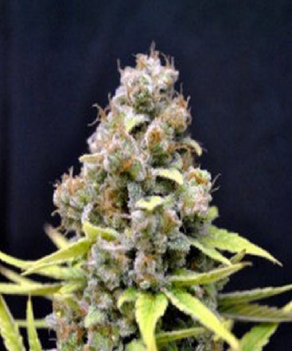 CBD Shark Shock Cannabis Seeds