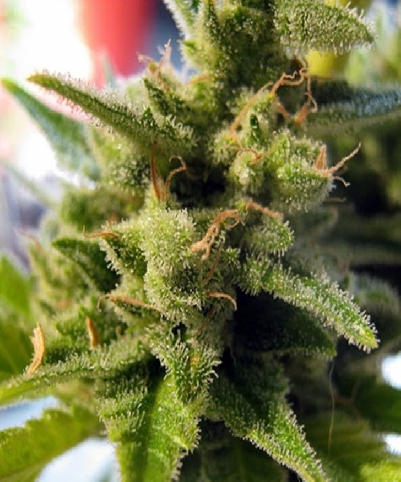 Cheese Cannabis Seeds