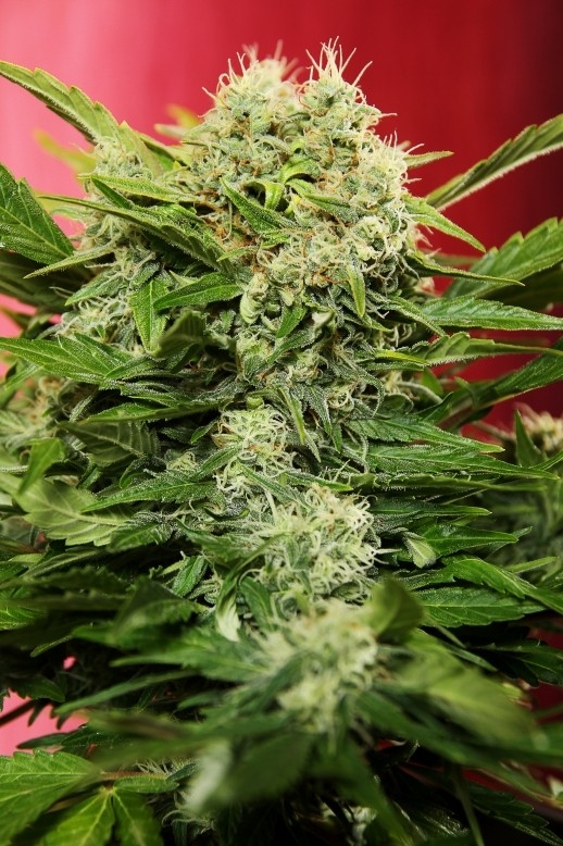 Chronic Ryder Cannabis Seeds