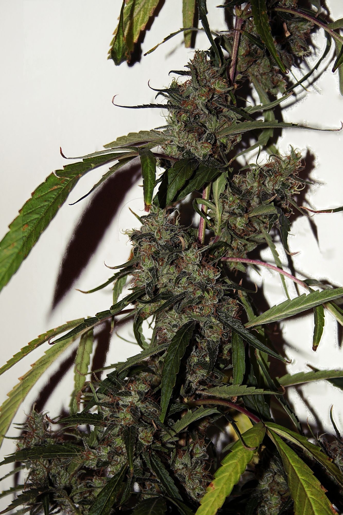 Jungle Wreck Cannabis Seeds