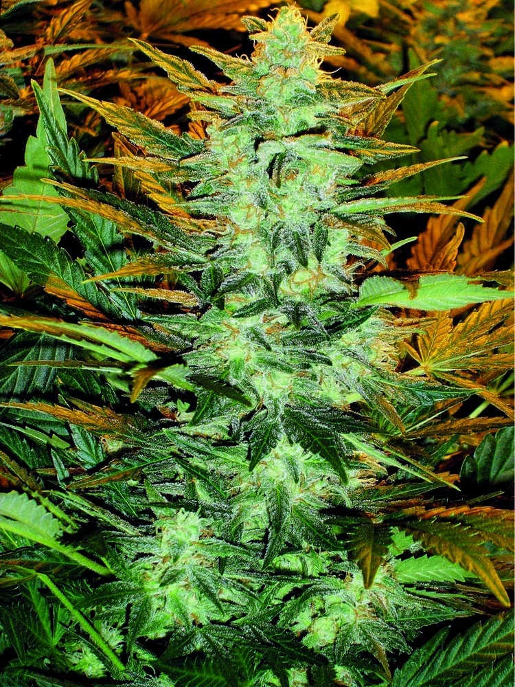 Lowryder #2 Cannabis Seeds