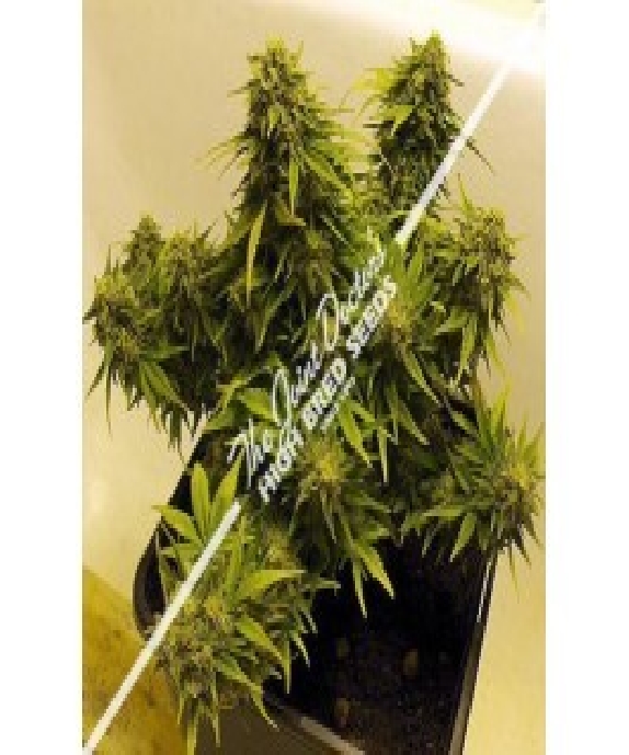 Lowryder Mix Cannabis Seeds