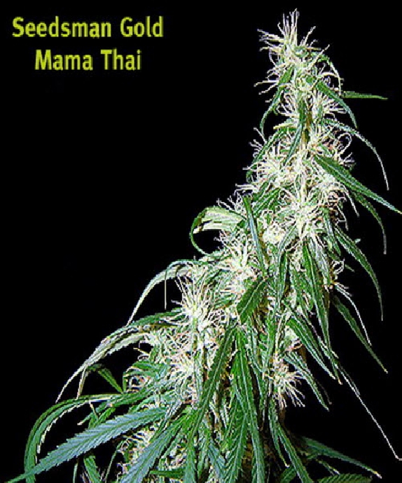 Mama Thai Cannabis Seeds