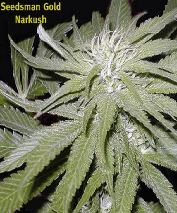 Narkush Cannabis Seeds