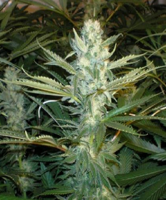 Original Skunk #1 Cannabis Seeds