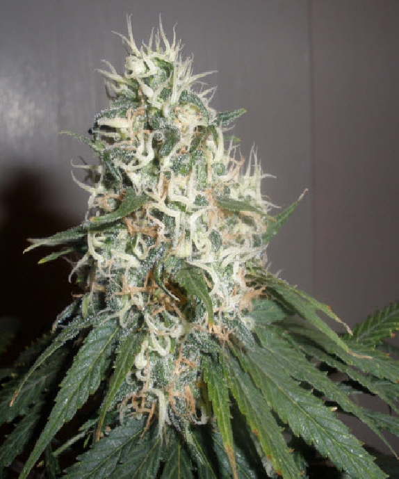 Purple Bud Cannabis Seeds