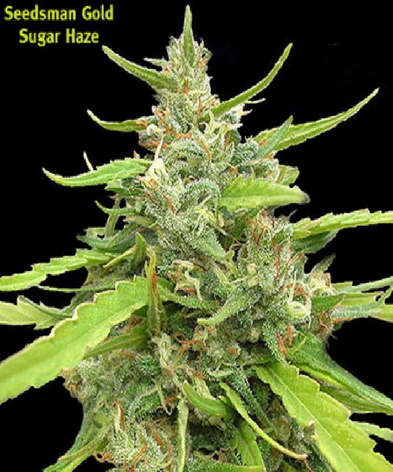 Sugar Haze Cannabis Seeds