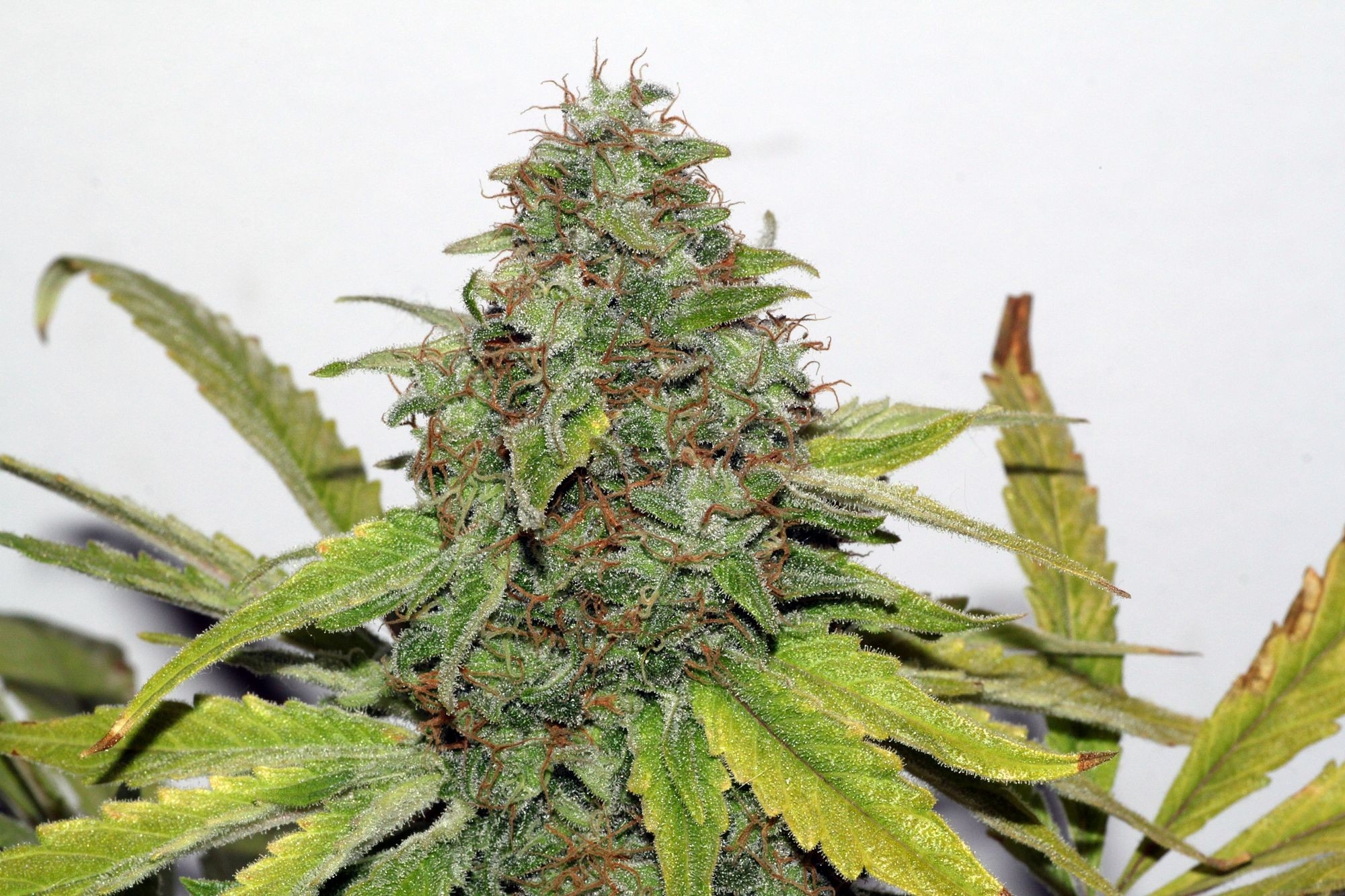 Velvet Bud Cannabis Seeds