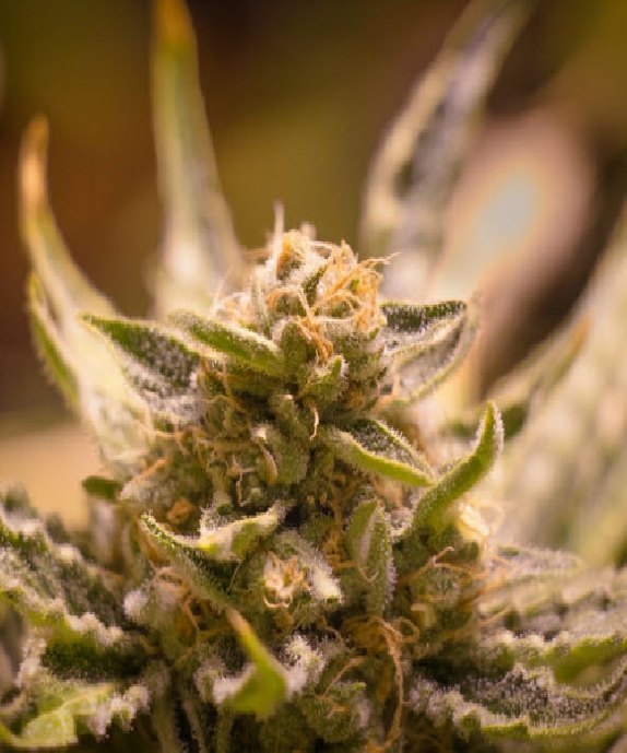 White Widow Cannabis Seeds