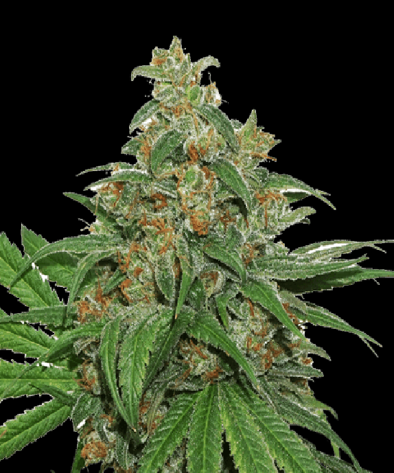 AK420 Cannabis Seeds