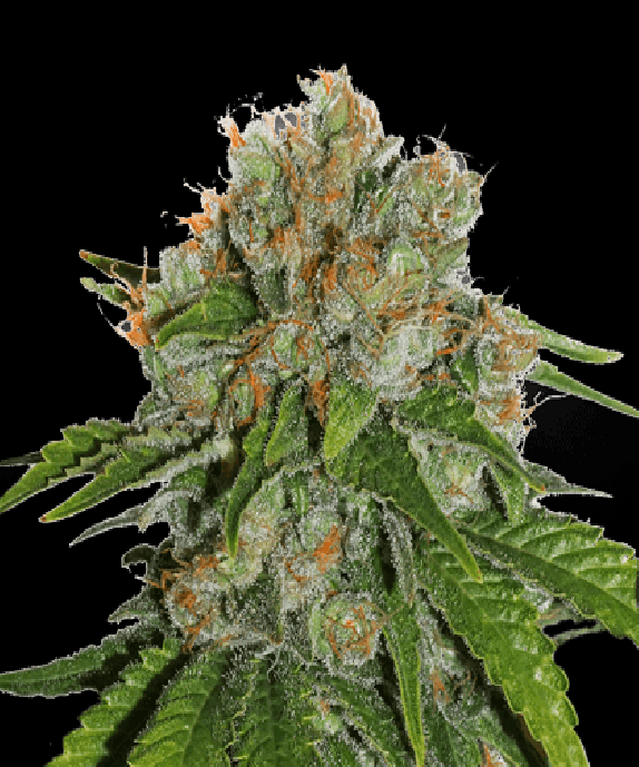 Amnesia Auto Cannabis Seeds