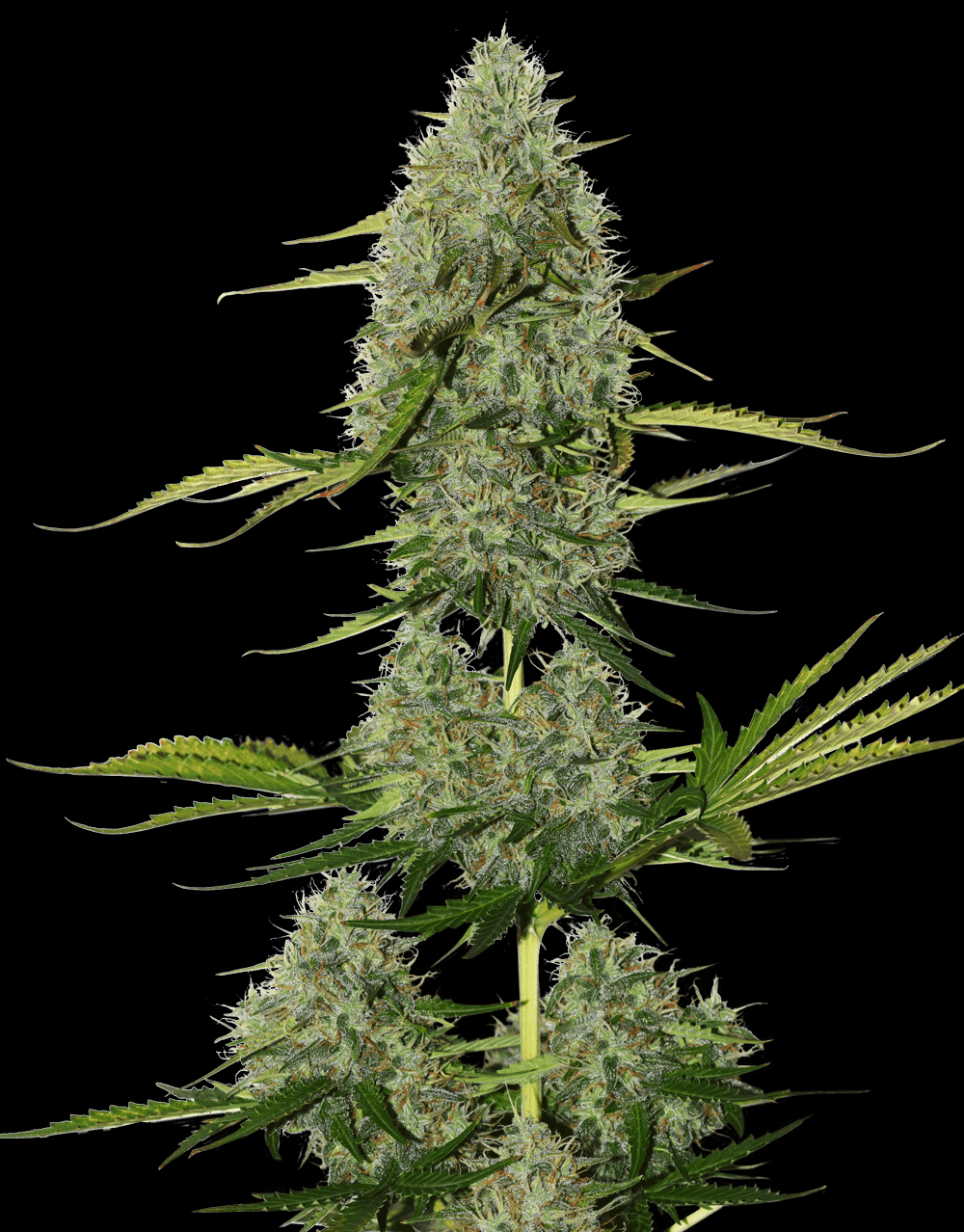 BCN Critical XXL Auto Cannabis Seeds.