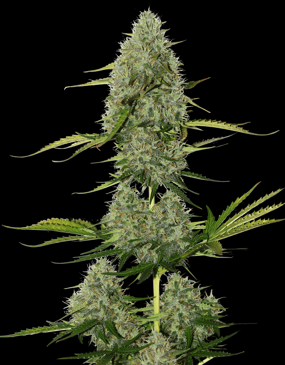 BCN Critical XXL Auto Cannabis Seeds