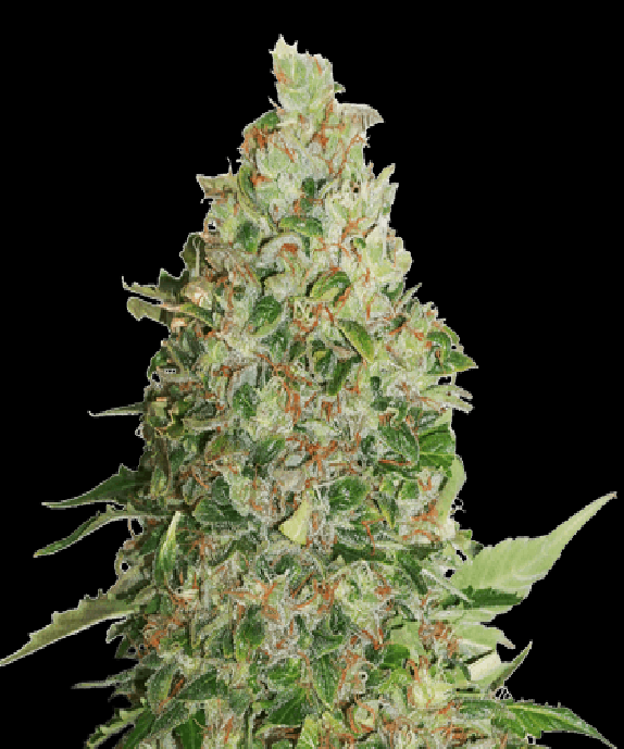 BCN Critical XXL Cannabis Seeds