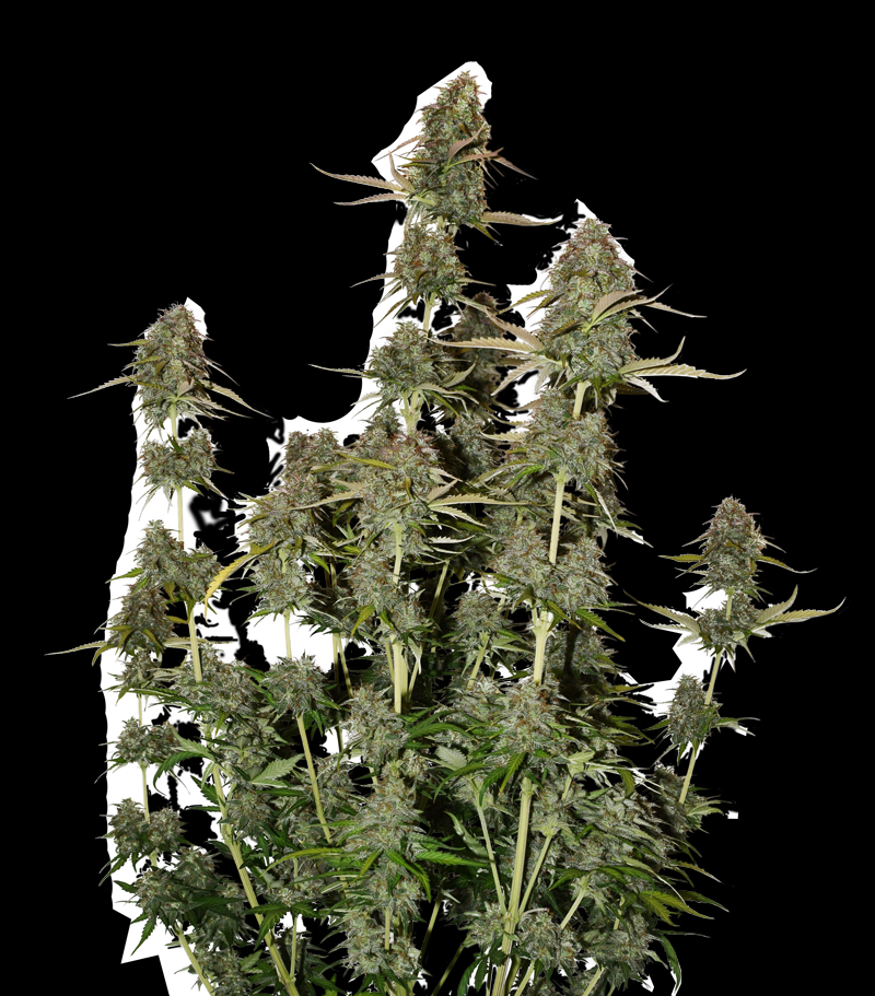 BCN Power Plant Auto Cannabis Seeds