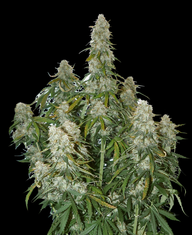 Big Bud Auto Cannabis Seeds