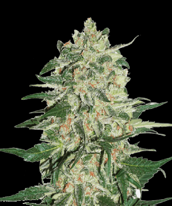 Big Bud Cannabis Seeds