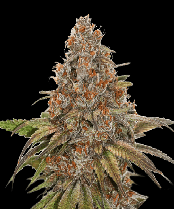 Blackberry Gum Auto Cannabis Seeds