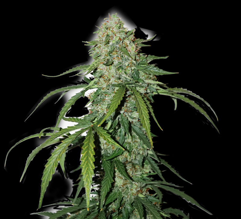 CBD 1:1 Silver Lime Haze Auto Cannabis Seeds