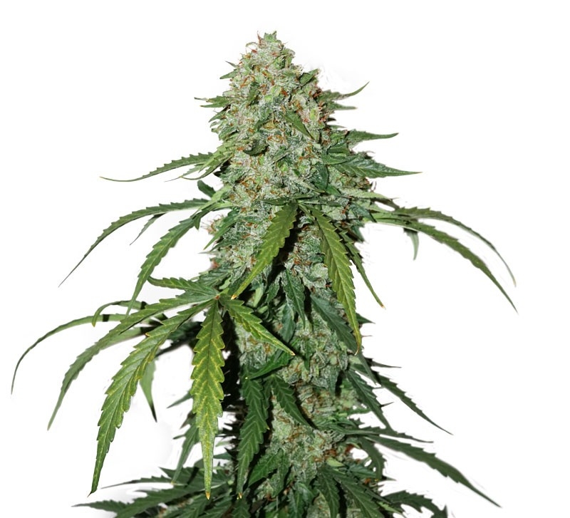 CBD 1:1 Silver Lime Haze Cannabis Seeds