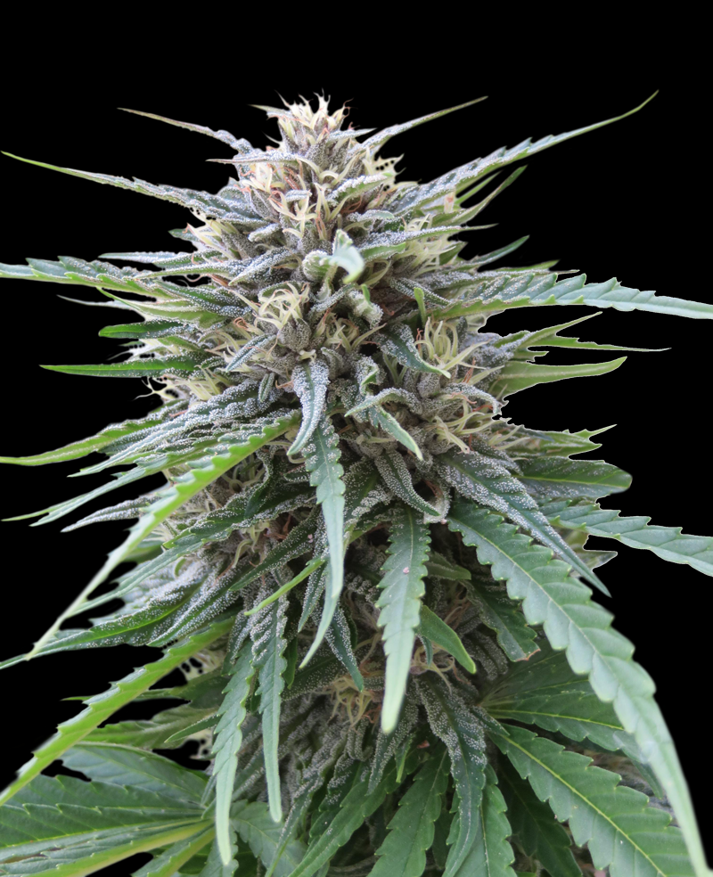 Frizzy Kush Cannabis Seeds