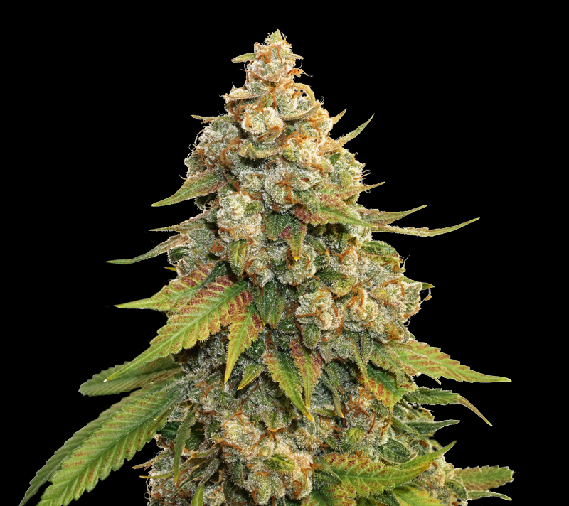 Golden Lemon Haze Cannabis Seeds