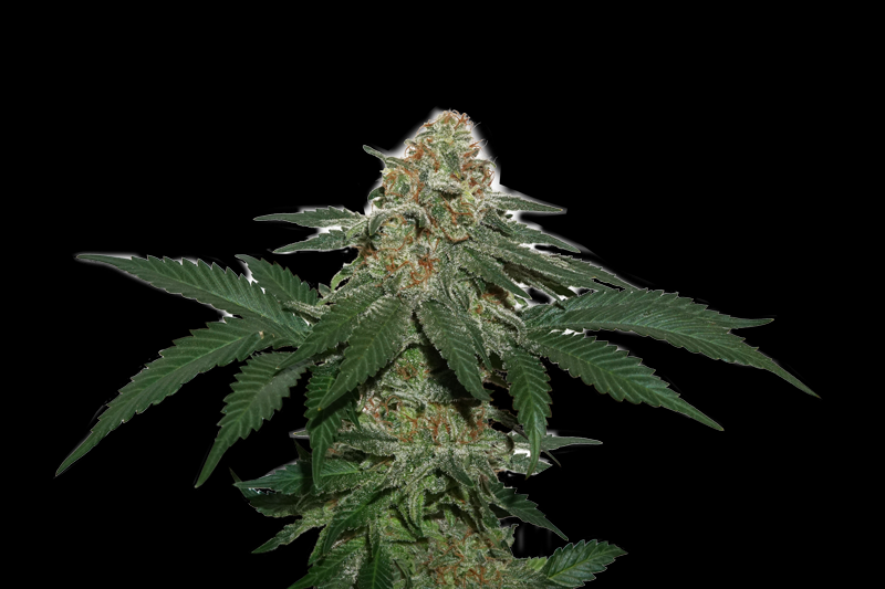 Grandaddy Confidential Cannabis Seeds