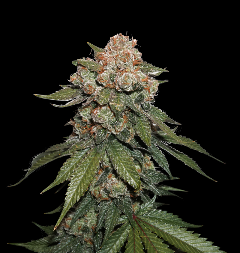 Maple Sherbet  Cannabis Seeds