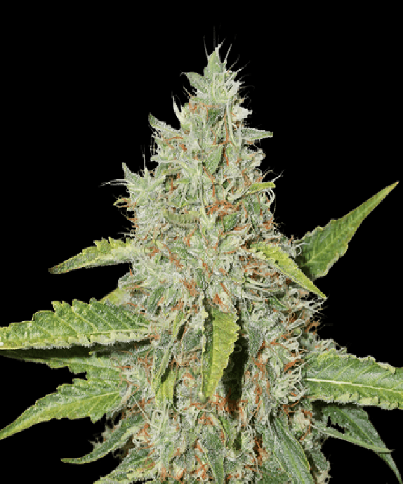 Northern Lights Auto Cannabis Seeds