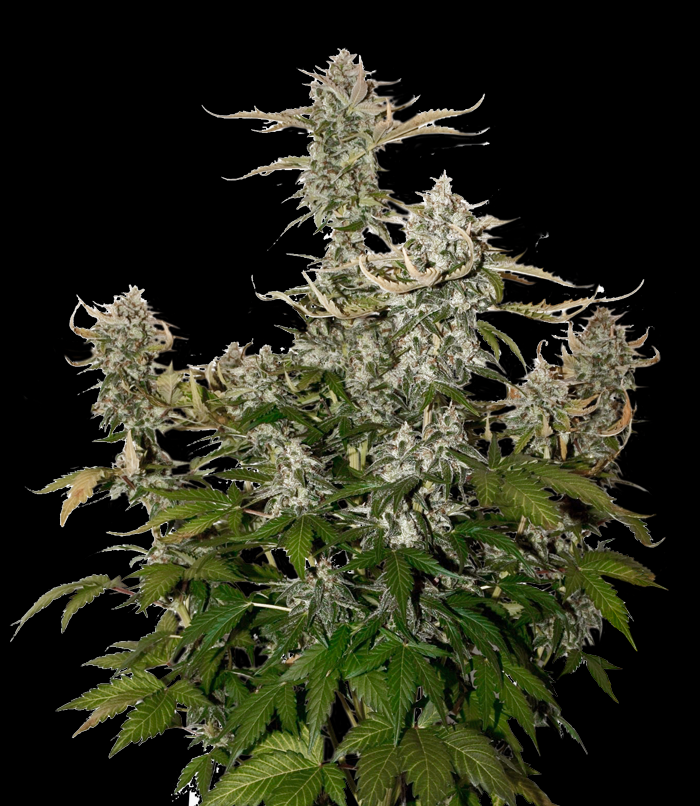 Candy Dawg Auto Cannabis Seeds