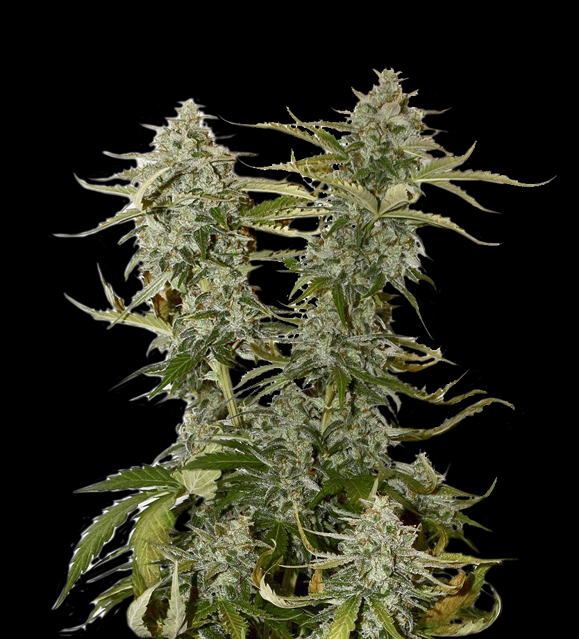 Candy Dawg Cannabis Seeds