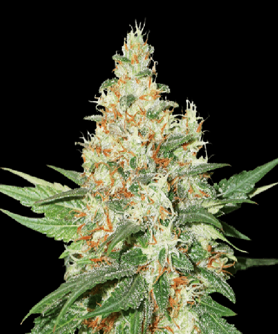 O.G. Kush Cannabis Seeds