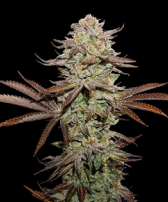 Superior Sticky Fingers Auto Cannabis Seeds