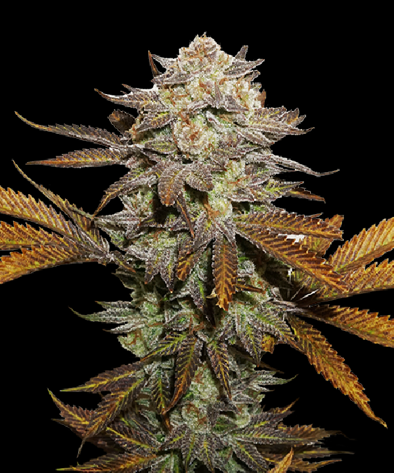 Sticky Fingers Cannabis Seeds