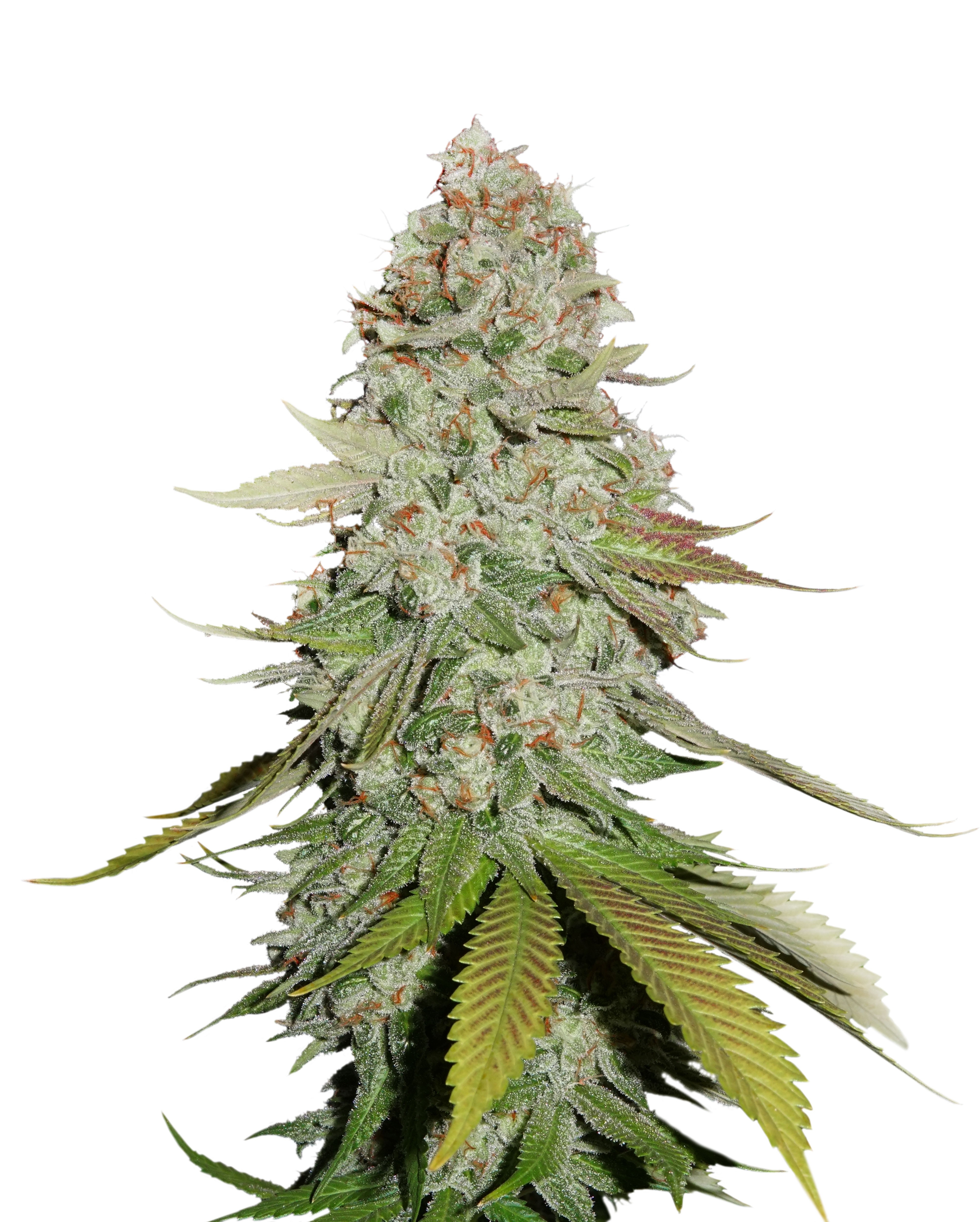 Sticky Monkey GG#4 Cannabis Seeds