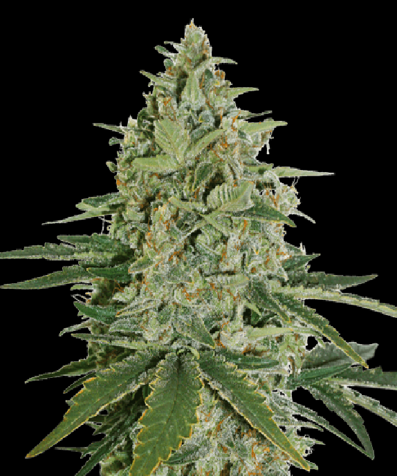 Super Skunk Auto Cannabis Seeds