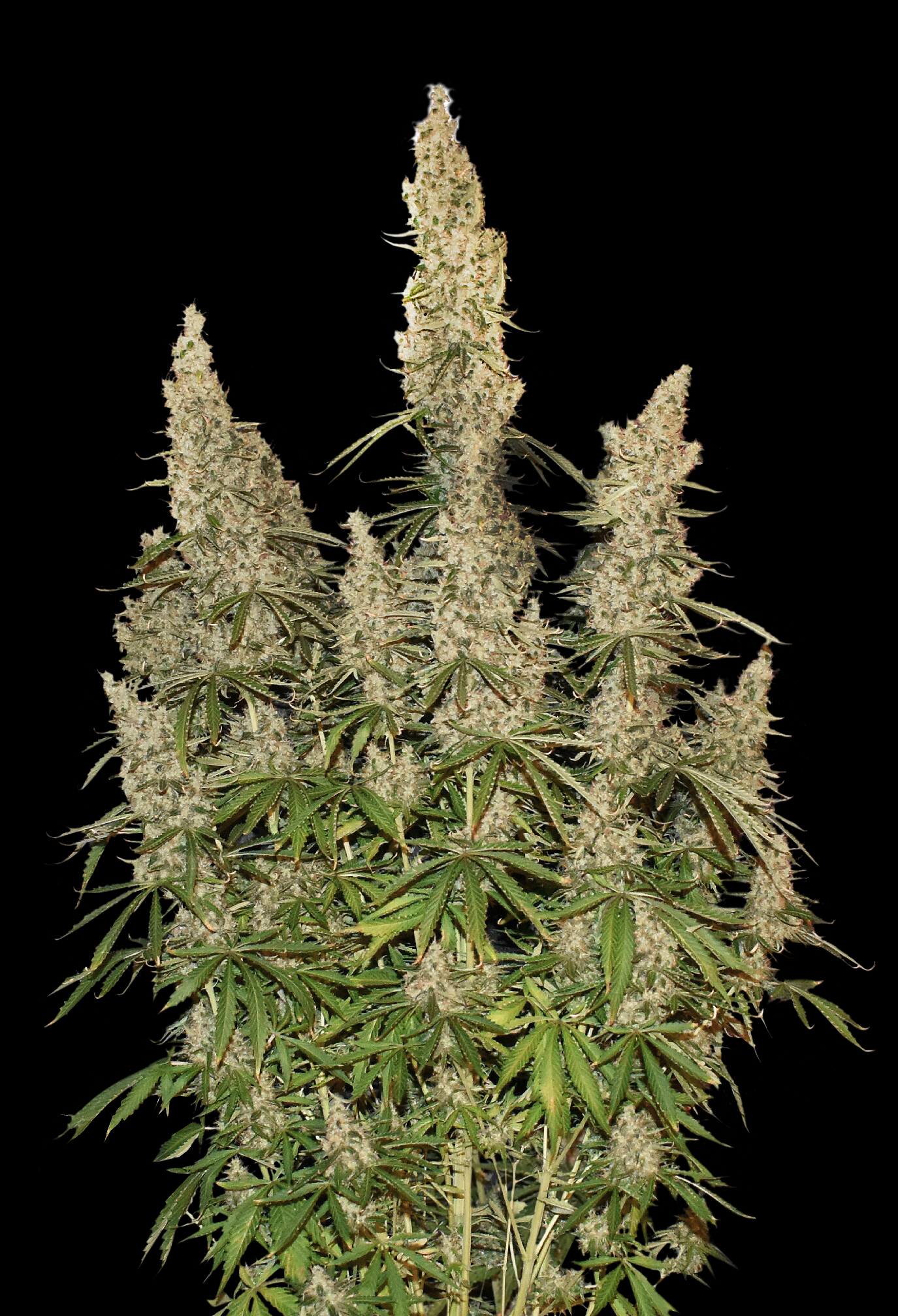 White Widow Auto Cannabis Seeds