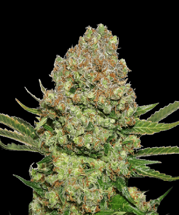 White Widow Cannabis Seeds