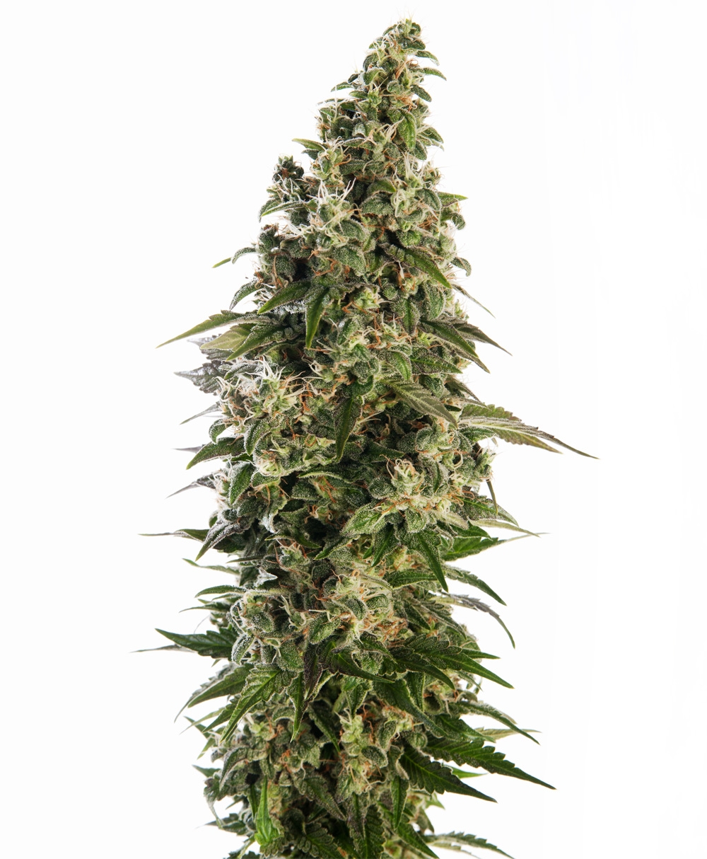 Afghani #1 Automatic Cannabis Seeds