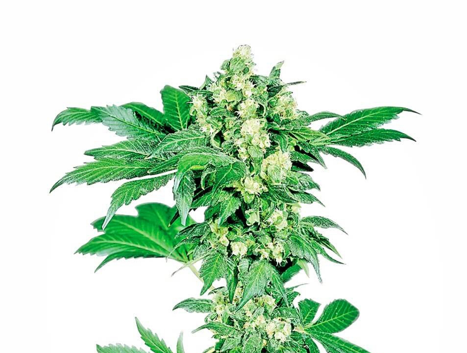 Afghani #1 Cannabis Seeds