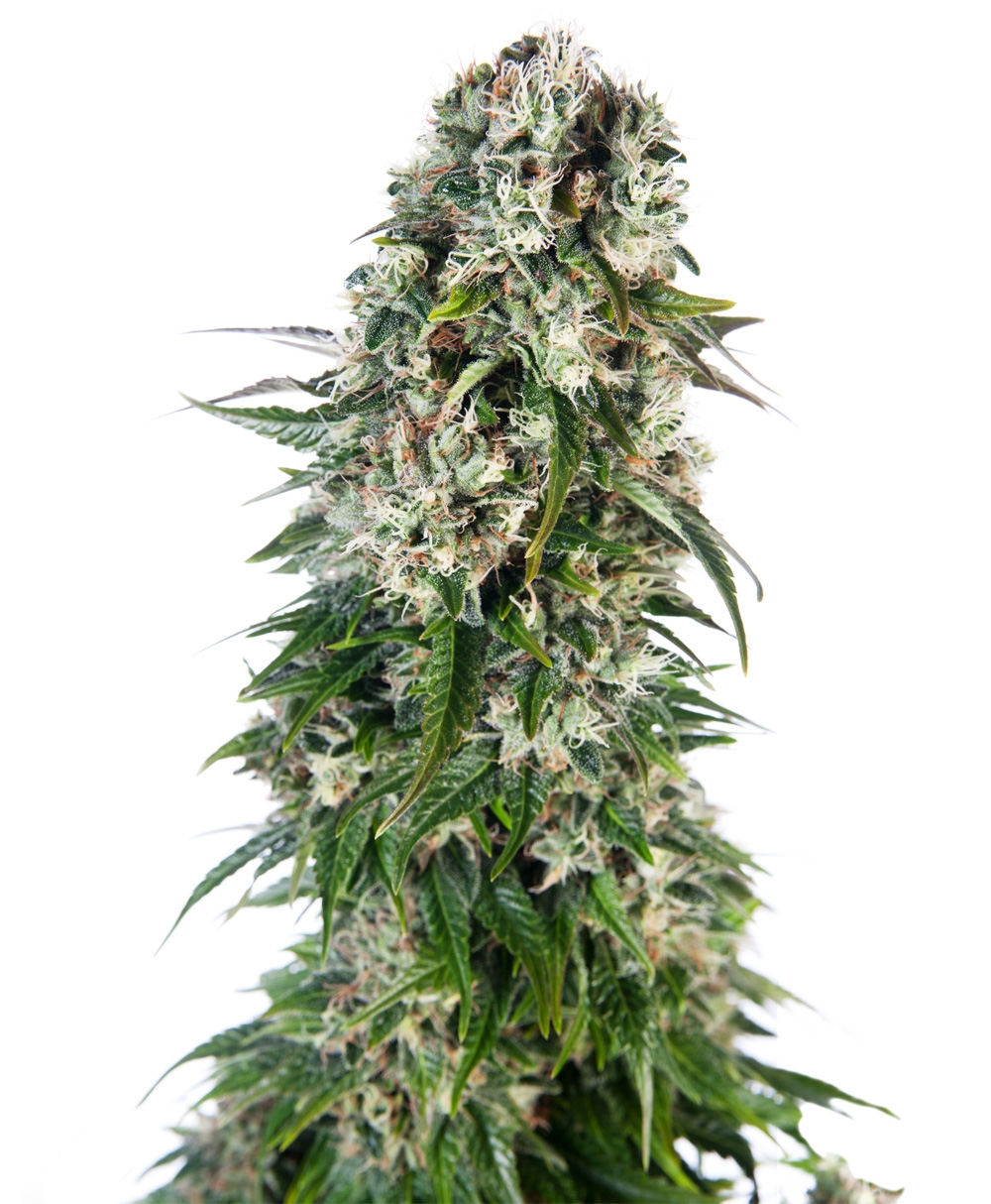 Big Bud Automatic Cannabis Seeds