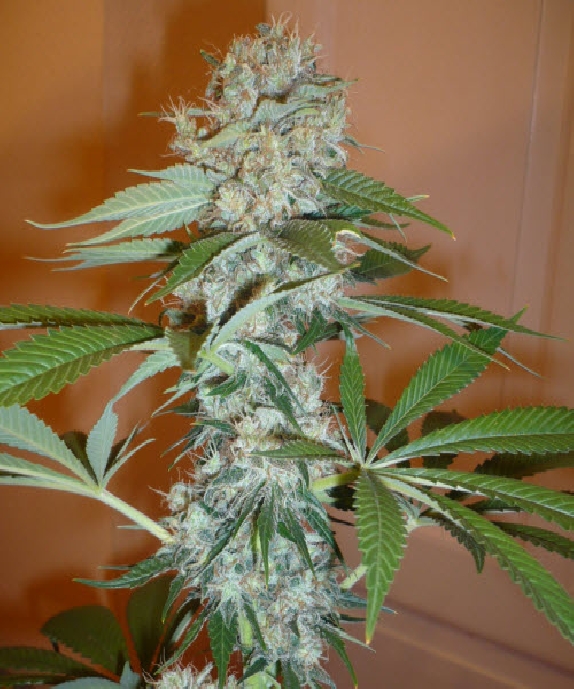 Big Bud feminised Cannabis Seeds
