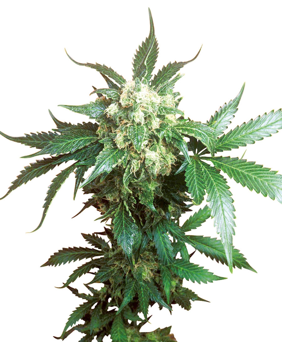 Black Domina Cannabis Seeds