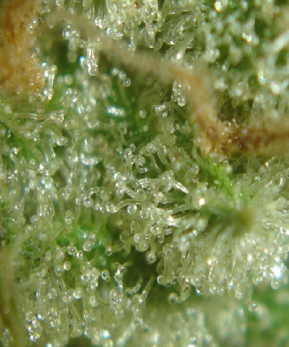 Black Domina Cannabis Seeds