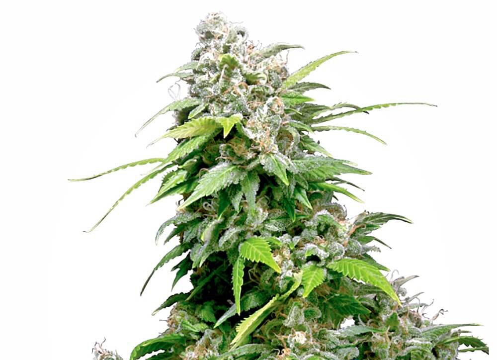 California Indica Cannabis Seeds