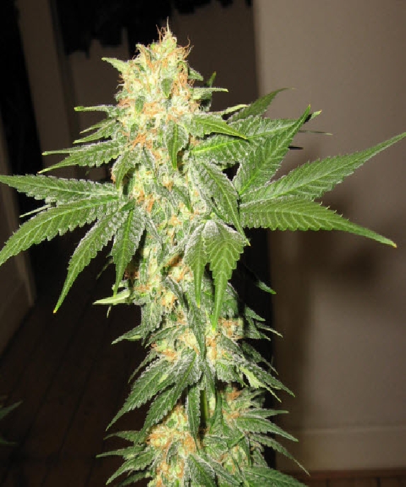 California Indica Cannabis Seeds